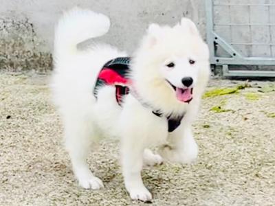 Fully Vaccinated Samoyed puppies in Fermanagh