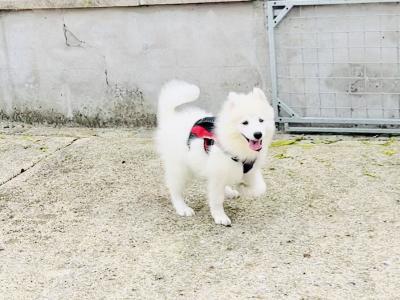 Fully Vaccinated Samoyed puppies in Fermanagh