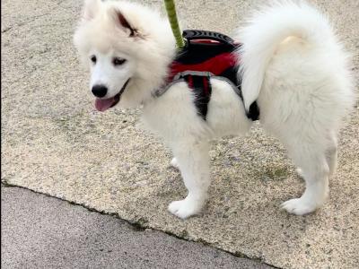 Fully Vaccinated Samoyed puppies in Fermanagh