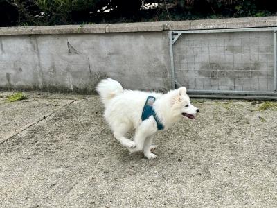 Fully Vaccinated Samoyed puppies in Fermanagh