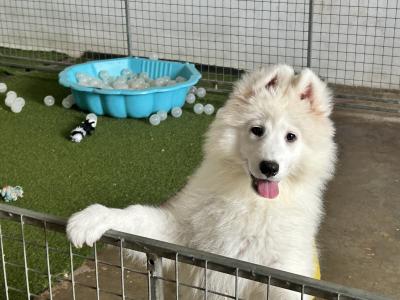 Fully Vaccinated Samoyed puppies in Fermanagh