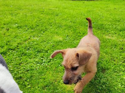 Jack Russell x Norwich Terrier puppies in Mayo - €500