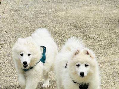 Fully Vaccinated Samoyed puppies in Fermanagh