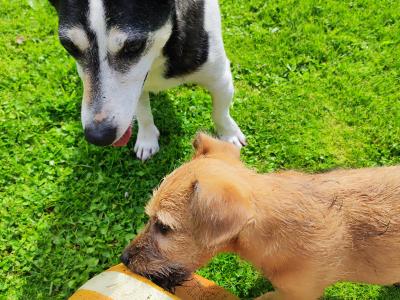 Jack Russell x Norwich Terrier puppies in Mayo - €500
