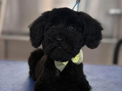 IKC Registered female miniature Poodle puppy in Offaly