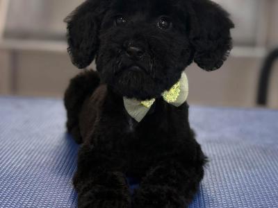 Female  Miniature Poodle