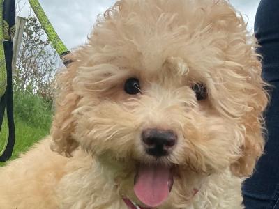 Female Cavapoo puppy in Fermanagh