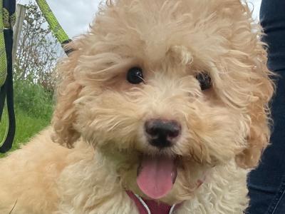 Female Cavapoo puppy in Fermanagh