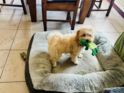 Female Cavapoo puppy in Fermanagh