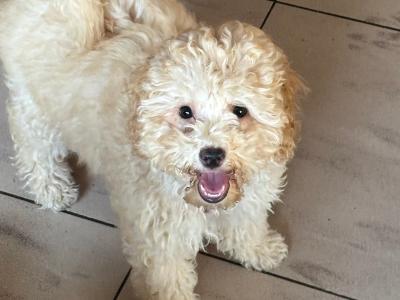Female Cavapoo puppy in Fermanagh