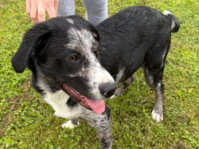 Beautiful Australian Shepherd/Labrador puppy