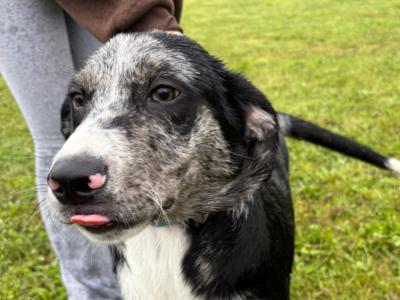 Beautiful Australian Shepherd/Labrador puppy