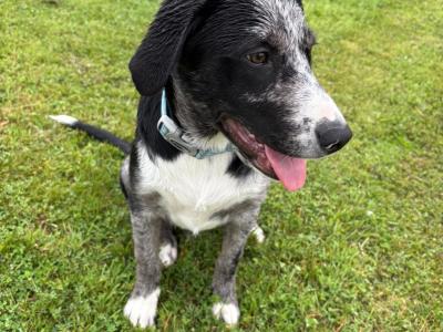 Beautiful Australian Shepherd/Labrador puppy