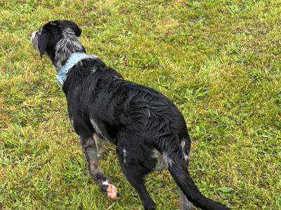 Beautiful Australian Shepherd/Labrador puppy