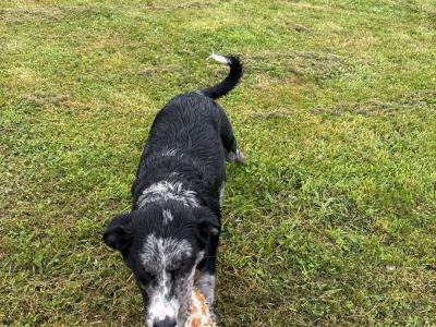 Beautiful Australian Shepherd/Labrador puppy