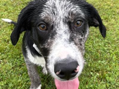 Beautiful Australian Shepherd/Labrador