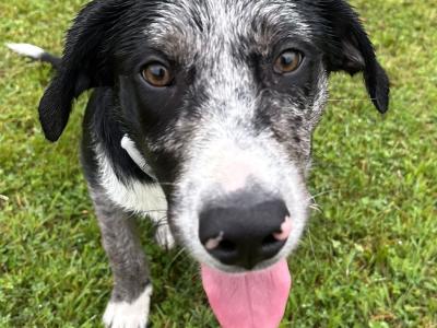 Beautiful Australian Shepherd/Labrador puppy