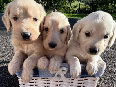 Goldendoodle puppies in Wicklow