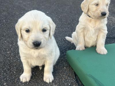 Goldendoodle puppies in Wicklow