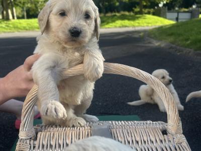 Goldendoodle puppies in Wicklow
