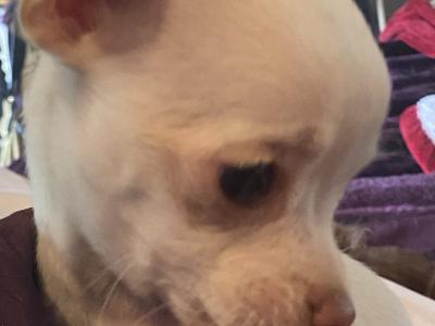 Beautiful Chihuahua puppies in Mayo