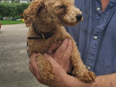 1 female Poodle x Bichon Frise (Poochon)   900 euro