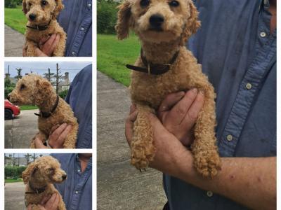 1 female Poodle x Bichon Frise (Poochon)   900 euro