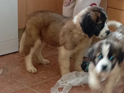 St Bernard pups IKC Pending in Dublin