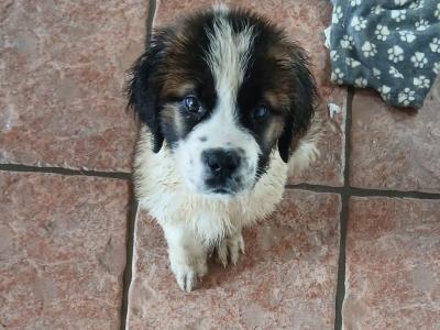 St Bernard pups IKC Pending in Dublin