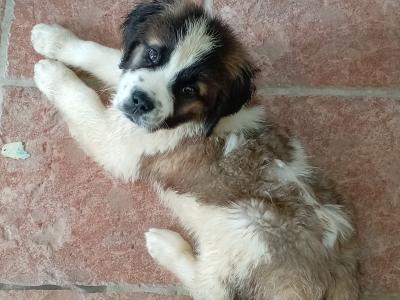 St Bernard pups IKC Pending in Dublin