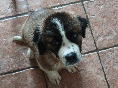 St Bernard pups IKC Pending in Dublin