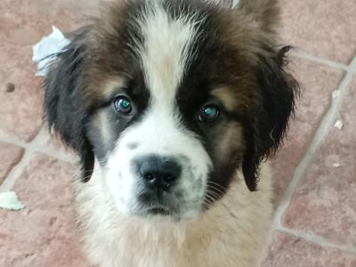 St Bernard pups IKC Pending in Dublin