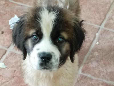 St Bernard puppies IKC Registered (pending) in Dublin