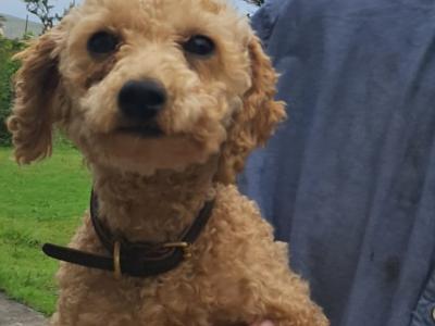1 female Poodle x Bichon Frise (Poochon)   900 euro