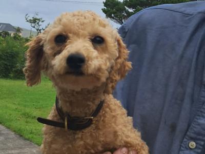 1 female Poodle x Bichon Frise (Poochon) in Mayo - €900