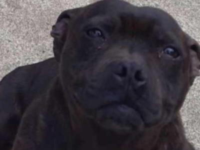 Staffy female Dana (Staffordshire Bull Terrier) in Sligo