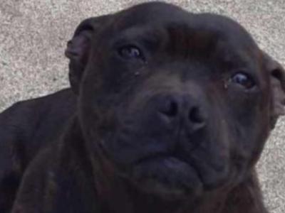 Dana is a female Staffordshire Bull Terrier dog in Sligo