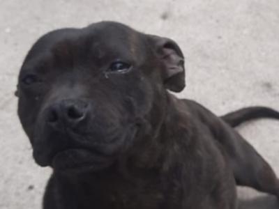 Dana is a female Staffordshire Bull Terrier dog in Sligo
