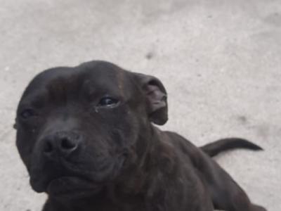 Staffy female Dana (Staffordshire Bull Terrier) in Sligo