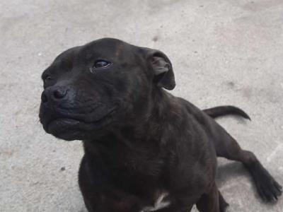 Dana is a female Staffordshire Bull Terrier dog in Sligo