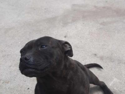 Staffy female Dana (Staffordshire Bull Terrier) in Sligo