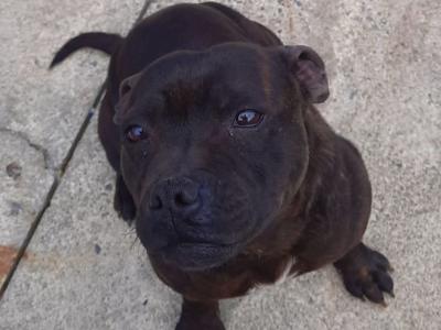Dana is a female Staffordshire Bull Terrier dog in Sligo