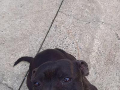 Staffy female Dana (Staffordshire Bull Terrier) in Sligo