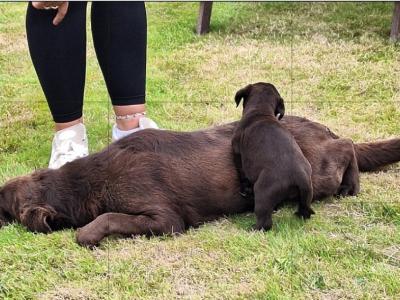 Male Chocolate Labrador puppy in Carlow