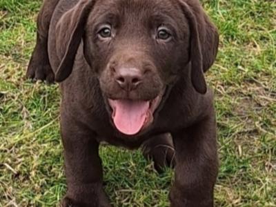 Male Chocolate Labrador puppy in Carlow