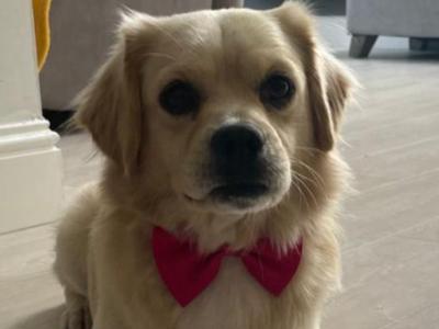 Male Pugalier x Bichon Dog in Dublin