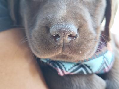 Male Chocolate Labrador puppy in Carlow