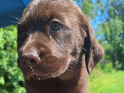 Male Chocolate Labrador puppy in Carlow