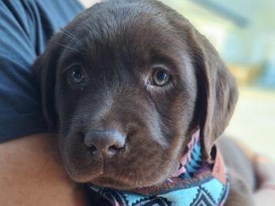Male Chocolate Labrador puppy in Carlow