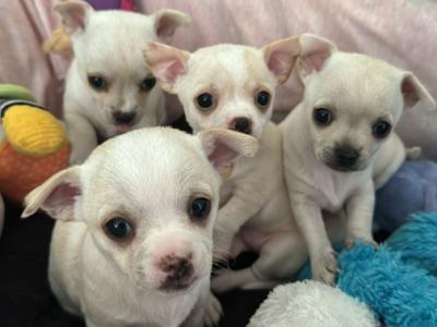 Purebred Chihuahua puppies in Dublin
